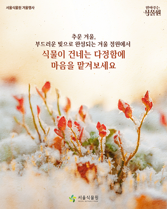 서울식물원 겨울행사. 안아주는 식물원. 추운 겨울, 부드러운 빛으로 와ㅏㄴ성되는 겨울 정원에서 식물이 건네는 다정함에 마음을 맡겨보세요.. 서울식물원(SEOUL BOTANIC PARKK)