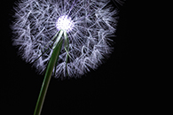 <봄 봄 봄> 관련 이미지06