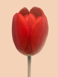 서울식물원 기획전 <The Tulip> 이미지03