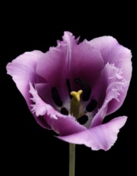 서울식물원 기획전 <The Tulip> 이미지04