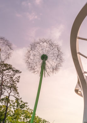 민들레 홀씨되어