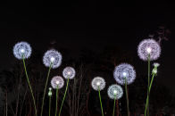 민들레 홀씨되어 이미지02