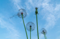 민들레 홀씨되어 이미지03