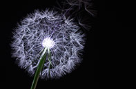 민들레 홀씨되어 이미지04