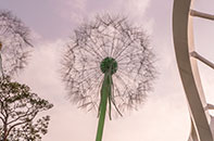 민들레 홀씨되어 이미지07