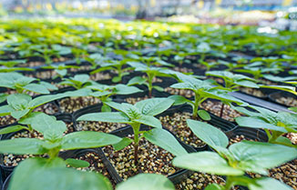 재배증식온실 이미지 01