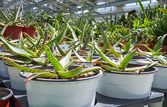 재배증식온실 이미지 03