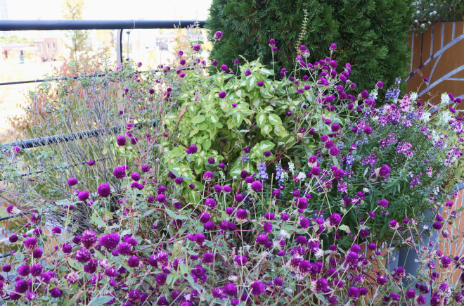 테트리스 가든 3