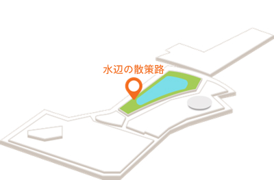水辺の散策路