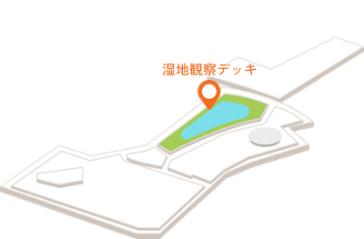 湿地観察デッキ