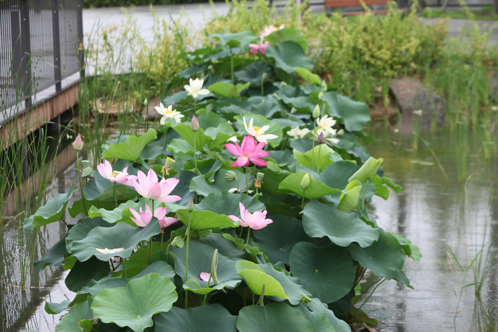 %EC%82%AC%EC%A7%841_%EC%97%B0%EA%BD%83%EC%A0%84%EC%8B%9C_%EC%96%91%ED%98%95%ED%98%B8.jpg 연꽃 전시모습