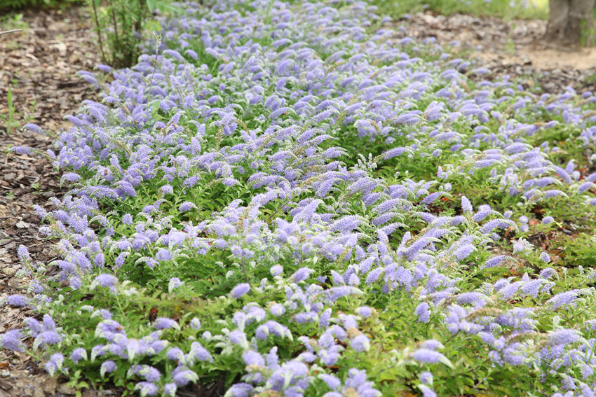 IMG_8937.jpg 부산꼬리풀 사진