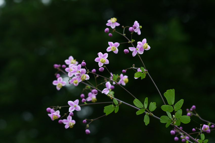 %EA%B8%88%EA%BF%A9%EC%9D%98%EB%8B%A4%EB%A6%AC_%EB%B3%B4%EC%A1%B0_080727_%EC%95%84%EC%B9%98%EC%95%84%EB%B9%A0_%EC%96%91%ED%98%95%ED%98%B8.jpg 금꿩의다리 사진