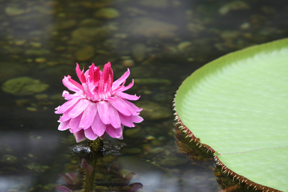 %EC%82%AC%EC%A7%847_%EC%95%84%EB%A7%88%EC%A1%B4%EB%B9%85%ED%86%A0%EB%A6%AC%EC%95%84%20%EC%88%98%EB%A0%A8(Victoria%20amazonica)_%EC%96%91%ED%98%95%ED%98%B8.jpg 아마조니카 수련