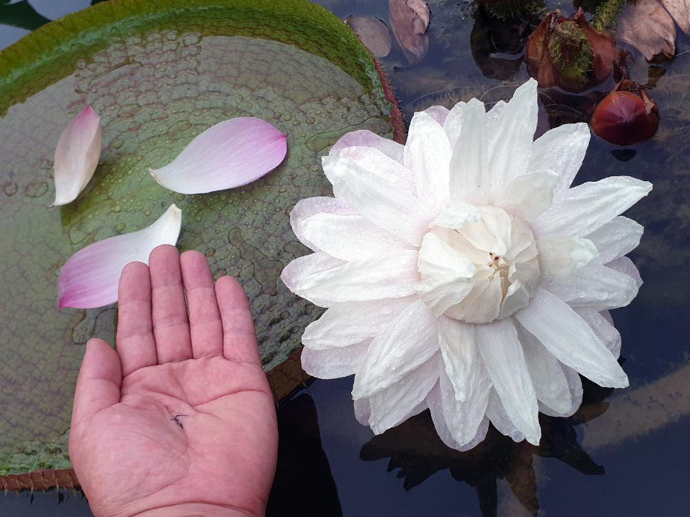 %EC%82%AC%EC%A7%848_%EB%B9%85%ED%86%A0%EB%A6%AC%EC%95%84%ED%81%AC%EB%A3%A8%EC%A7%80%EC%95%84%EB%82%98%20%EC%88%98%EB%A0%A8(Victoria%20cruziana)_%EC%96%91%ED%98%95%ED%98%B8.jpg 크루지아나 수련