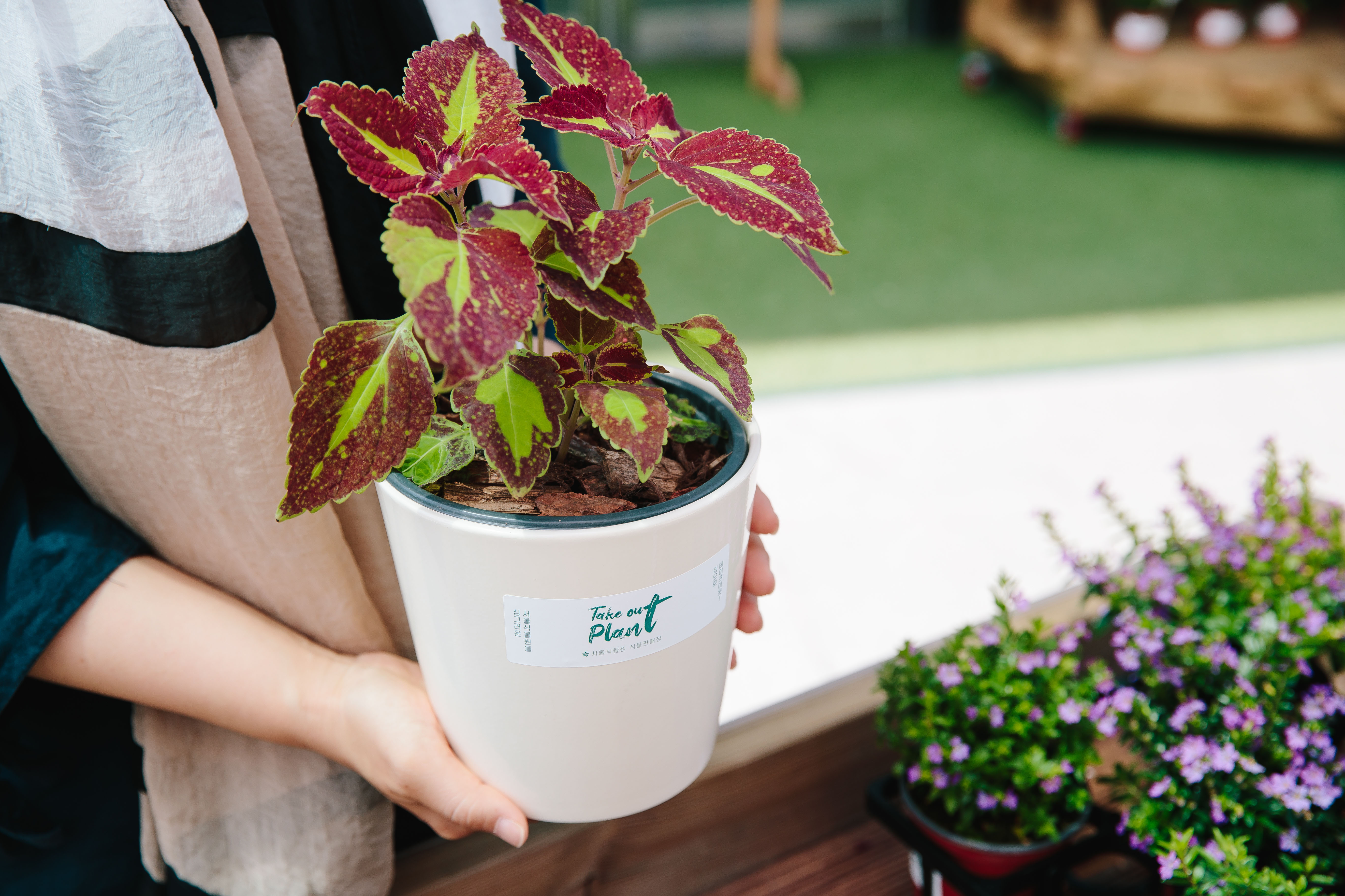 SEAN0154.jpg 식물 구입