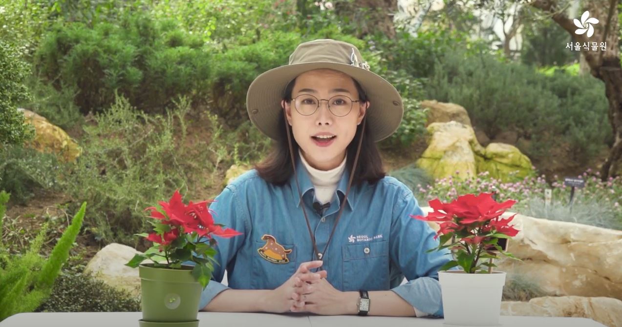 열두달 가드닝 : 포인세티아 화분 만들기