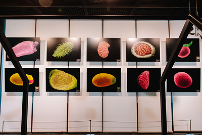 씨앗 아름다움2