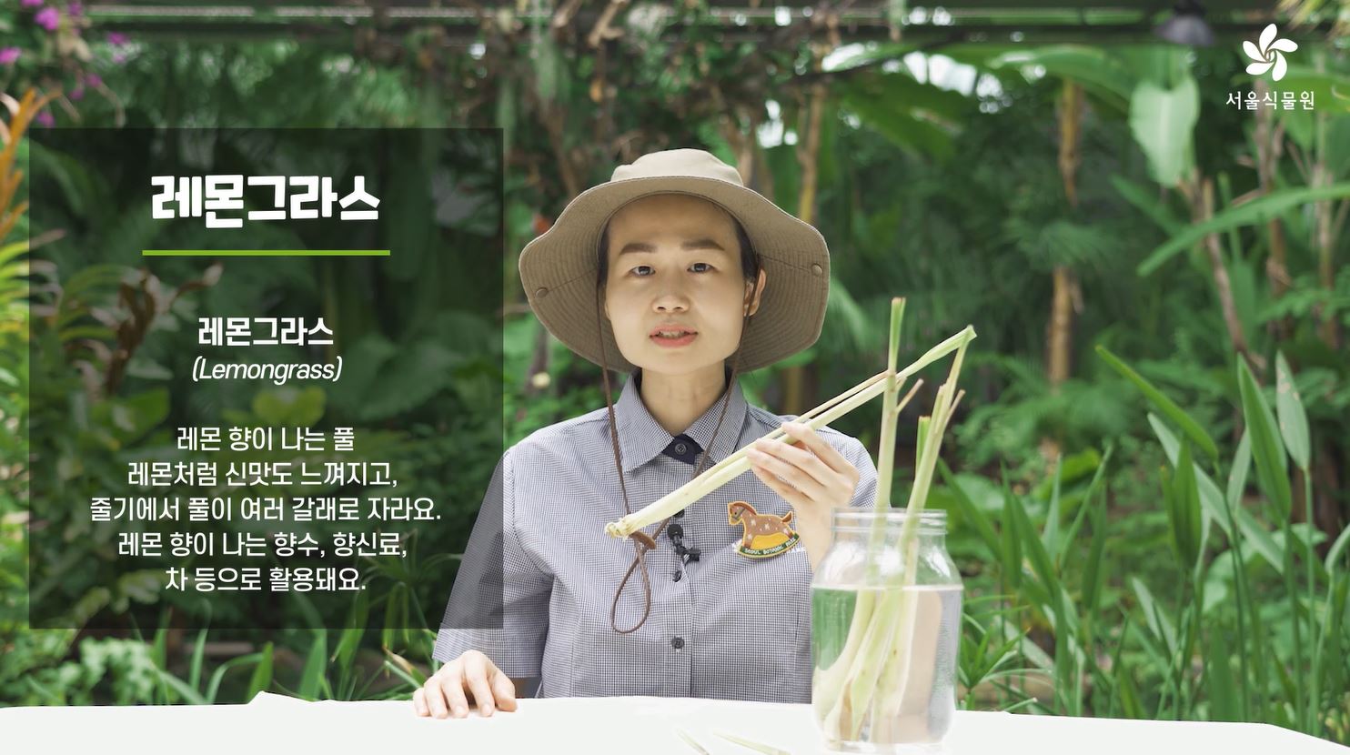 %EC%BA%A1%EC%B2%9811.JPG 레몬그라스