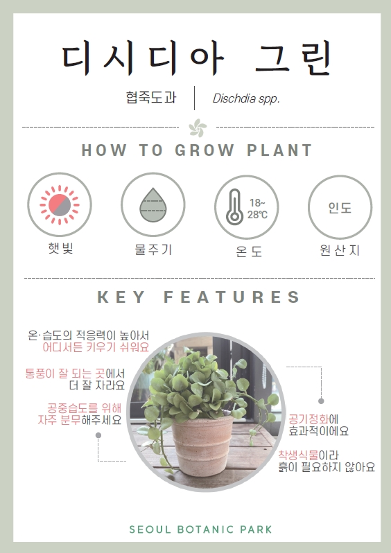 디시디아/ 협죽도과/ Dischdia spp./ HOW TO GROW PLANT/ 햇빛 :중간/ 물주기 : 3단계/ 온도 : 18도~28도/ 원산지 : 인도/ KEY FEATURES/ 온습도의 적응력이 높아서 어디서든 키우기 쉬워요/ 통풍이 잘 되는 곳에서 더 잘 자라요/ 공중습도를 위해 자주 분무해주세요/ 공기정화에 효과적이에요/ 착생식물이라 흙이 필요하지 않아요/ SEOUL BOTANIC PARK