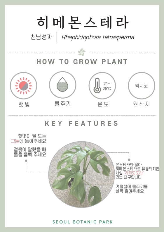 히메 몬스테라/ 천남성과/ Rhaphidophora tetrasperma/ HOW TO GROW PLANT/ 햇빛 : 중간/ 물주기 : 2단계/ 온도 : 21도~25도/ 원산지 : 멕시코/ KEY FEATURES/ 햇빛이 덜 드는 그늘에 놓아주세요/ 겉흙이 말랐을 때 물을 흠뻑 주세요/ 몬스테라와 닮아 히메몬스테라로도 유통되지만 사실 라피도포라라는 친구랍니다./ 겨울철에 물주기를 살짝 줄여주세요/ SEOUL BOTANIC PARK