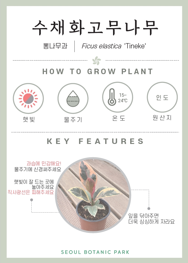 수채화고무나무/ 뽕나무과/ Ficus elastica Tineke/ HOW TO GROW PLANT/ 햇빛 : 중간/ 물주기 : 2단계/ 온도 : 15도~24도/ 원산지 : 인도/ KEY FEATURES/ 과습에 민감해요! 물주기에 신경써주세요/ 햇빛이 잘 드는 곳에 놓아주세요. 직사광선은 피해주세요/ 잎을 닦아주면 더욱 싱싱하게 자라요/ SEOUL BOTANIC PARK