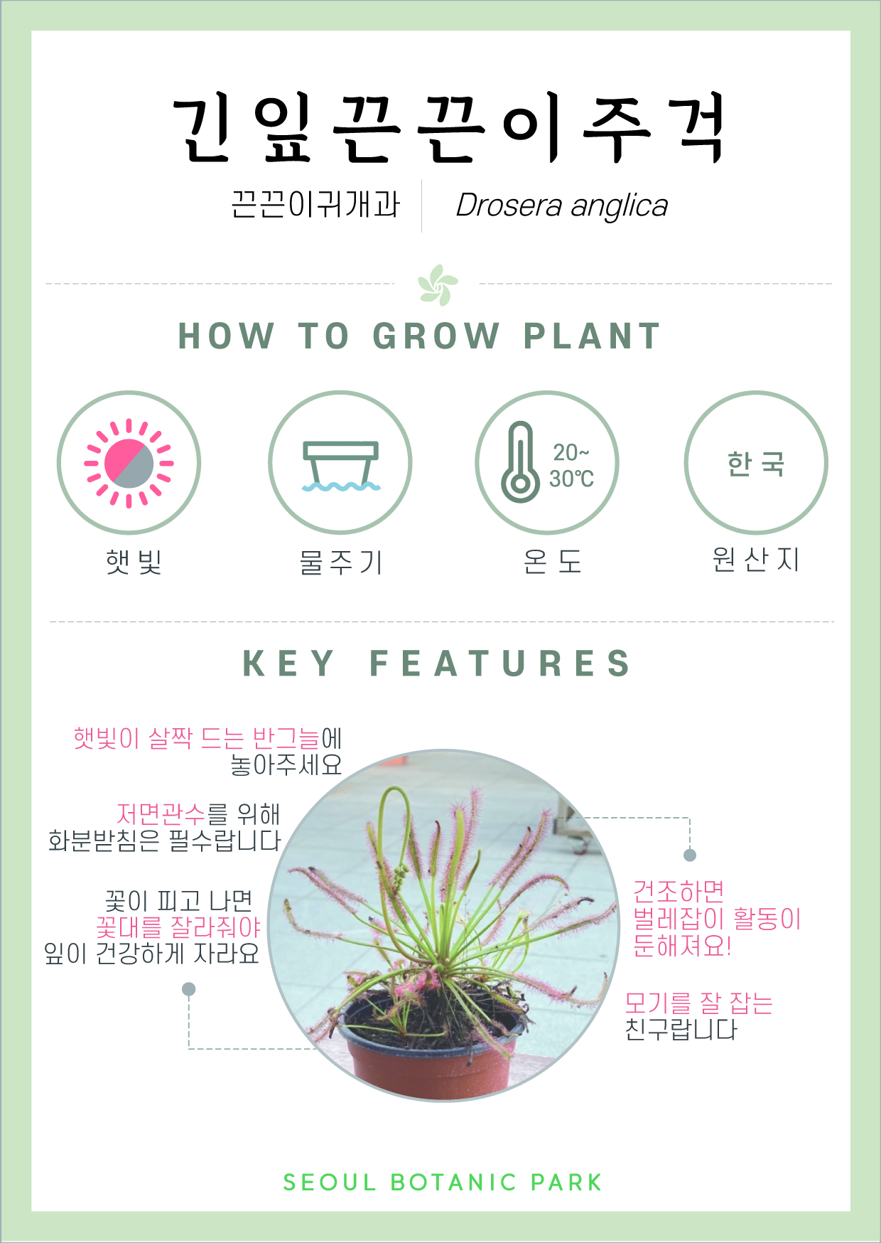 식충식물- 긴잎끈끈이주걱/ 끈끈이귀개과 / Drosera anglica/ HOW TO GROW PLANT/ 햇빛 : 중간/ 물주기 : 화분이 잠기도록/ 온도 : 20도~30도/ 원산지 : 한국/ KEY FEATURES/ 햇빛이 살짞 드는 반그늘에 놓아주세요/ 저면관수를 위해 화분받침은 필수랍니다./ 꽃이 피고나면 꽂대를 잘라줘야 잎이 건강하게 자라요/ 건조하면 벌레잡이 활동이 둔해져요!/ 모기를 잘 잡는 친구랍니다./ SEOUL BOTANIC PARK