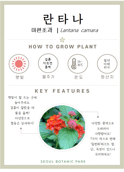 란타나/ 마편초과/ Latana camara/ HOW TO GROW PLANT/ 햇빛 : 많이/ 물주기 : 겉흙 마르면 흠뻑/ 온도 : 16도~30도/ 원산지 : 열대아메리카/ KEY FEATURES/ 햇빛이 잘 드는 곳에 놓아주세요. 겉흙이 말랐을 때 물을 흠뻑! 다년생으로 월동은 실내에서!/ 다양한 꽃색으로 오래피어 사랑받아요! 7가지 색으로 변해 칠변화라고도 함, 단, 독성이 있으니 유의하세요/ SEOUL BOTANIC PARK