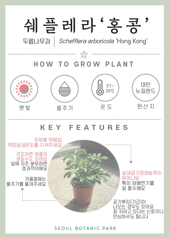 쉐플레라 홍콩/두릅나무과/Schefflera arboricola Hong Kong/ HOW TO GROW PLANT/ 햇빛 : 보통/ 물주기 : 2단계 / 온도 : 21도~25도/ 원산지 : 대만, 뉴질랜드/ KEY FEATURES/ 추위에 약해요 적정실내온도를 지켜주세요/ 건조하면 해충이 생길수도 있어요. 잎에 자주 분무하면 효과적이에요/ 실내 공기정화능력이 뛰어나요 특히 담배연기를 잘 흡수해요/ 겨울철에는 물주기를 줄여주세요/ 공기뿌리(기근)이 나오는 경우도 있어요 잘 자라고 있다는 신호이니 안심하셔도 됩니다./ SEOUL BOTANIC PARK