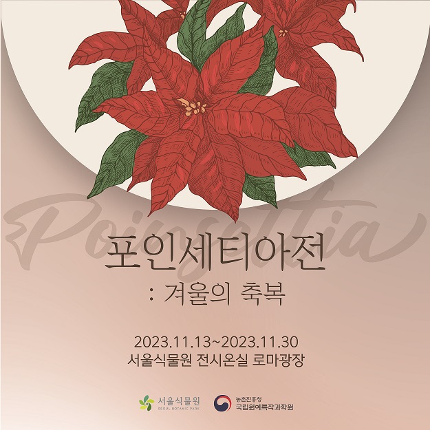 포인세티아전 : 겨울의 축복 / 2023.11.13~2023.11.30 / 서울식물원 전시온실 로마광장 / 서울식물원, 농촌진흥원 국립원예특작과학원