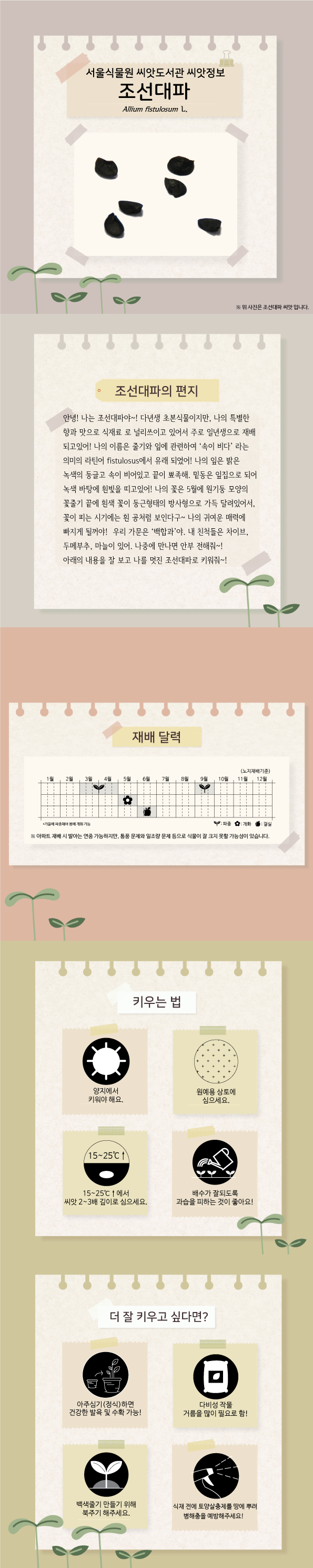 서울식물원 씨앗도서관 씨앗정보
조선대파
위 사진은 조선대파 씨앗입니다.

조선대파의 편지
안녕! 나는 조선대파야~! 다년생 초본식물이지만, 나의 특별한 향과 맛으로 식재료로 널리 쓰이고 있어서 주로 일년생으로 재배되고 있어! 나의 이름은 줄기와 잎에 관련하여 ‘속이 비다’ 라는 의미의 라틴어 fistulosus에서 유래 되었어! 나의 잎은 밝은 녹색의 둥글고 속이 비어있고 끝이 뾰족해. 밑동은 잎집으로 되어 녹색 바탕에 흰빛을 띠고있어! 나의 꽃은 5월에 원기둥 모양의 꽃줄기 끝에 흰색 꽃이 둥근 형태의 방사형으로 가득 달려있어서, 꽃이 피는 시기에는 흰 공처럼 보인다구~ 나의 귀여운 매력에 빠지게 될꺼야! 우리 가문은 ‘백합과’야. 내 친척들은 차이브, 두메부추, 마늘이 있어. 나중에 만나면 안부 전해줘~!
아래의 내용을 잘 보고 나를 멋진 조선대파로 키워줘~!

재배달력(노지재배기준)
파종 : 3월~4월, 9월, 개화 : 5월, 결실 : 6월
가을에 파종해야 봄에 개화 가능
아파트 재배 시 발아는 연중 가능하지만, 통풍 문제와 일조량 문제 등으로 식물이 잘 크지 못할 가능성이 있습니다.

키우는 법
양지에서 키워야 해요.
원예용 상토에 심으세요.
15~25도 이상에서 씨앗 2~3배 깊이로 심으세요.
배수가 잘되도록 과습을 피하는 것이 좋아요!

더 잘 키우고 싶다면?
아주심기(정식)하면 건강한 발육 및 수확 가능!
다비성 작물 거름을 많이 필요로 함!
백색줄기 만들기 위해 북주기 해주세요.
식재 전에 토양살충제를 땅에 뿌려 병해충을 예방해주세요!