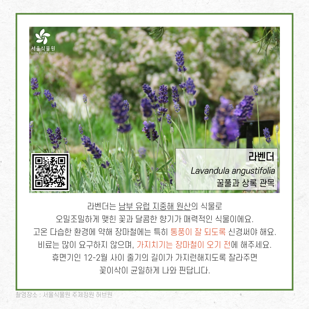 (QR코드 URL 주소: https://botanicpark.seoul.go.kr/front/plants/plantsIntroView.do?plt_sn=266&page=1)라벤더 꿀풀과 상록 관목
라벤더는 남부 유럽 지중해 원산의 식물로 오밀조밀하게 맺힌 꽃과 달콤한 향기가 매력적인 식물이에요. 고온 다습한 환경에 약해 장마철에는 특히 통풍이 잘 되도록 신경써야 해요. 비료는 많이 요구하지 않으며, 가지치기는 장마철이 오기 전에 해주세요. 휴면기인 12-2월 사이 줄기의 길이가 가지런해지도록 잘라주면 꽃이삭이 균일하게 나와 핀답니다.촬영장소: 서울식물원 주제정원 허브원