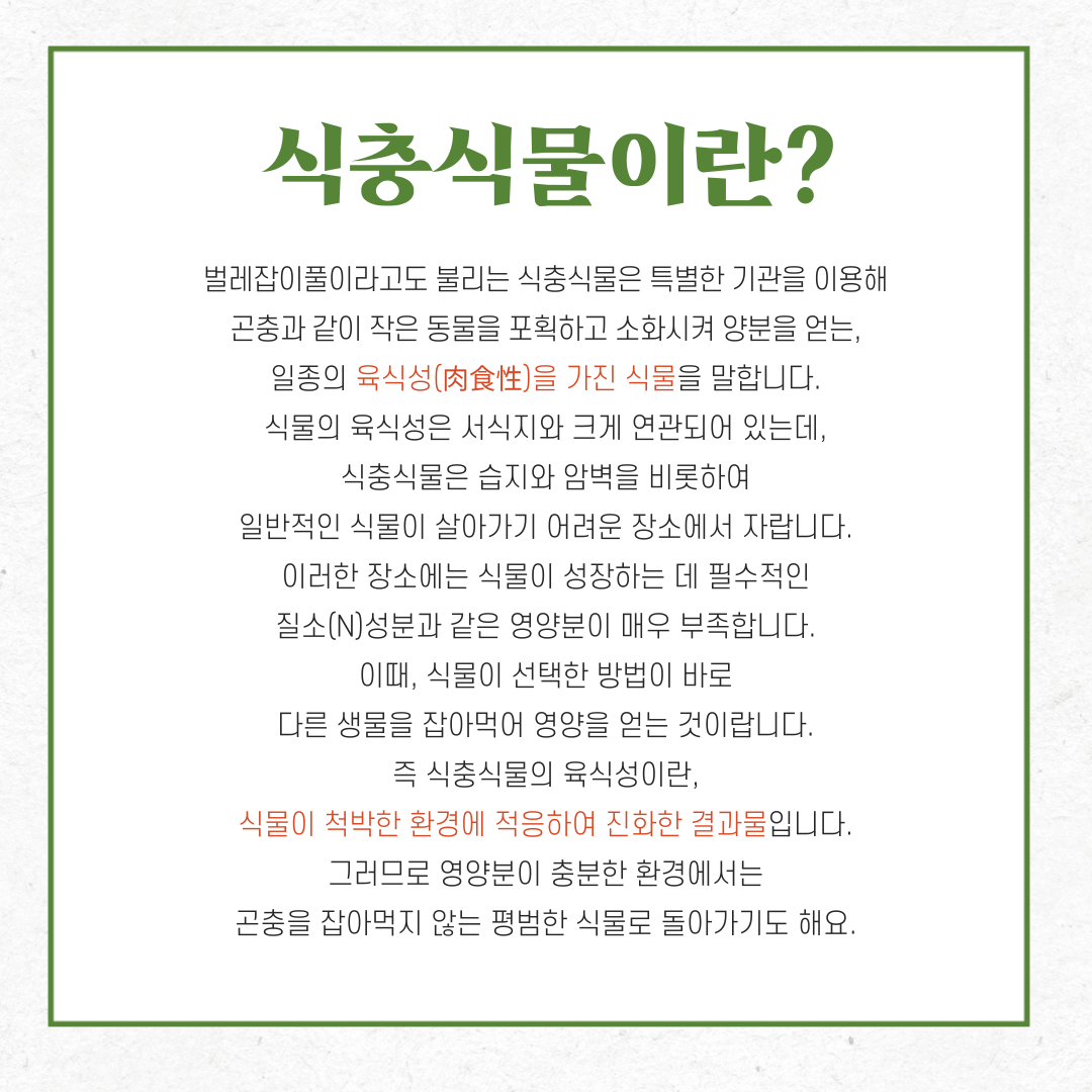 식충식물이란?
벌레잡이풀이라고도 불리는 식충식물은 특별한 기관을 이용해 곤충과 같이 작은 동물을 포획하고 소화시켜 양분을 얻는, 일종의 육식성을 가진 식물을 말합니다. 식물의 육식성은 서식지와 크게 연관되어 있는데, 식충식물은 습지와 암벽을 비롯하여 일반적인 식물이 살아가기 어려운 장소에서 자랍니다. 이러한 장소에는 식물이 성장하는 데 필수적인 질소성분과 같은 영양분이 매우 부족합니다. 이때, 식물이 선택한 방법이 바로 다른 생물을 잡아먹어 영양을 얻는 것이랍니다. 즉 식충식물의 육식성이란, 식물이 척박한 환경에 적응하여 진화한 결과물입니다. 그러므로 영양분이 충분한 환경에서는 곤충을 잡아먹지 않는 평범한 식물로 돌아가기도 해요.