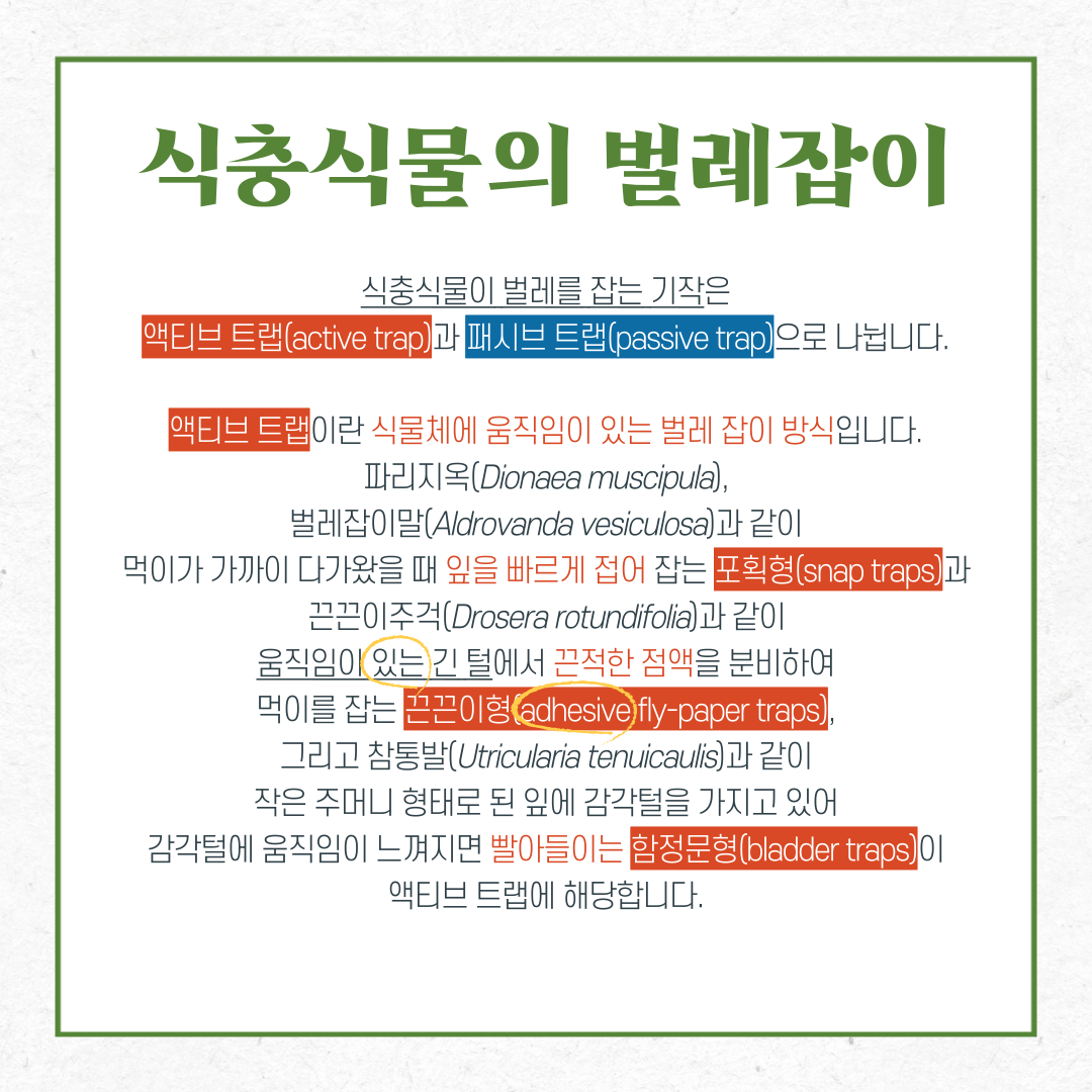 식충식물의 벌레잡이
식충식물이 벌레를 잡는 기작은 액티브 트랩과 패시브 트랩으로 나뉩니다. 액티브 트랩이란 식물체에 움직임이 있는 벌레 잡이 방식입니다. 파리지옥, 벌레잡이말과 같이 먹이가 가까이 다가왔을 때 잎을 빠르게 접어 잡는 포획형과 끈끈이주걱과 같이 움직임이 있는 긴 털에서 끈적한 점액을 분비하여 먹이를 잡는 끈끈이형, 그리고 참통발과 같이 작은 주머니 형태로 된 잎에 감각털을 가지고 있어 감각털에 움직임이 느껴지면 빨아들이는 함정문형이 액티브 트랩에 해당합니다.