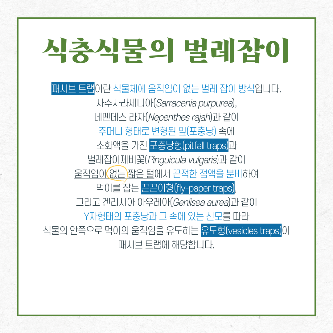 식충식물의 벌레잡이
패시브 트랩이란 식물체에 움직임이 없는 벌레 잡이 방식입니다. 자주사라세니아, 네펜데스 라자과 같이 주머니 형태로 변형된 잎(포충낭) 속에 소화액을 가진 포충낭형과 벌레잡이제비꽃과 같이 움직임이 없는 짧은 털에서 끈적한 점액을 분비하여 먹이를 잡는 끈끈이형, 그리고 겐리시아 아우레아과 같이 Y자형태의 포충낭과 그 속에 있는 선모를 따라 식물의 안쪽으로 먹이의 움직임을 유도하는 유도형이 패시브 트랩에 해당합니다.