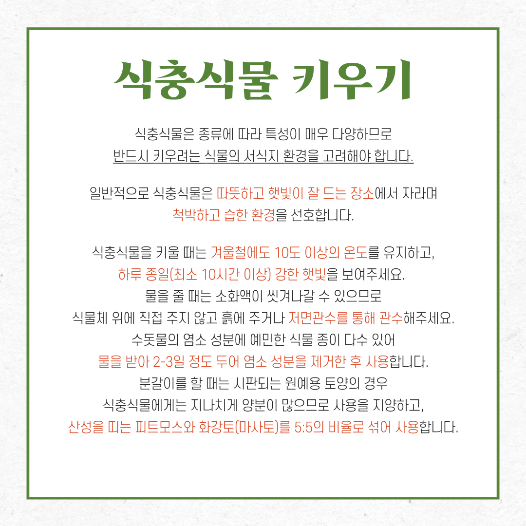 식충식물 키우기
식충식물은 종류에 따라 특성이 매우 다양하므로 반드시 키우려는 식물의 서식지 환경을 고려해야 합니다. 일반적으로 식충식물은 따뜻하고 햇빛이 잘 드는 장소에서 자라며 척박하고 습한 환경을 선호합니다. 식충식물을 키울 때는 겨울철에도 10도 이상의 온도를 유지하고, 하루 종일(최소 10시간 이상) 강한 햇빛을 보여주세요. 물을 줄 때는 소화액이 씻겨나갈 수 있으므로 식물체 위에 직접 주지 않고 흙에 주거나 저면관수를 통해 관수해주세요. 수돗물의 염소 성분에 예민한 식물 종이 다수 있어 물을 받아 2-3일 정도 두어 염소 성분을 제거한 후 사용합니다. 분갈이를 할 때는 시판되는 원예용 토양의 경우 식충식물에게는 지나치게 양분이 많으므로 사용을 지양하고, 산성을 띠는 피트모스와 화강토(마사토)를 5:5의 비율로 섞어 사용합니다.