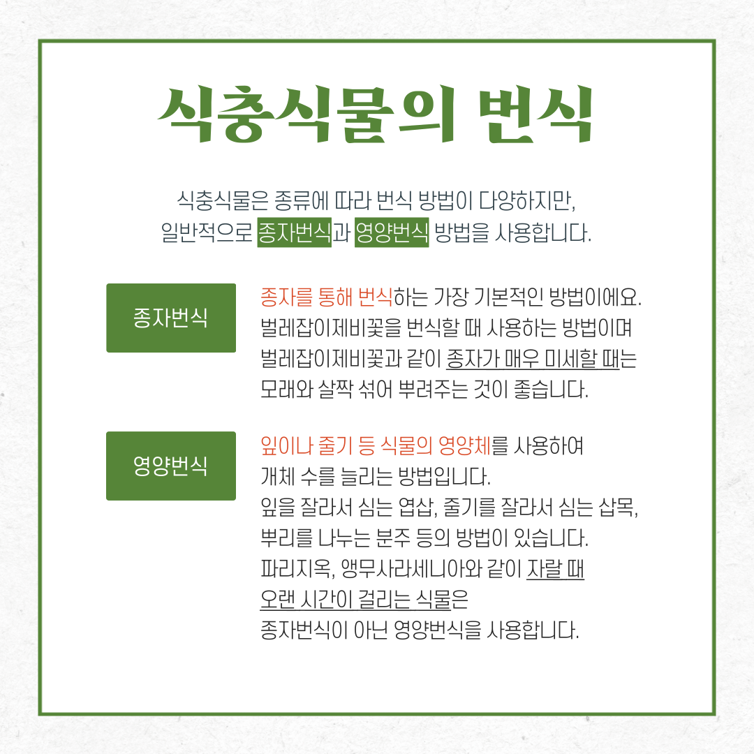 식충식물의 번식
식충식물은 종류에 따라 번식 방법이 다양하지만, 일반적으로 종자번식과 영양번식 방법을 사용합니다.
종자번식: 종자를 통해 번식하는 가장 기본적인 방법이에요. 벌레잡이제비꽃을 번식할 때 사용하는 방법이며 벌레잡이제비꽃과 같이 종자가 매우 미세할 때는 모래와 살짝 섞어 뿌려주는 것이 좋습니다.
영양번식: 잎이나 줄기 등 식물의 영양체를 사용하여 개체 수를 늘리는 방법입니다. 잎을 잘라서 심는 엽삽, 줄기를 잘라서 심는 삽목, 뿌리를 나누는 분주 등의 방법이 있습니다. 파리지옥, 앵무사라세니아와 같이 자랄 때 오랜 시간이 걸리는 식물은 종자번식이 아닌 영양번식을 사용합니다.