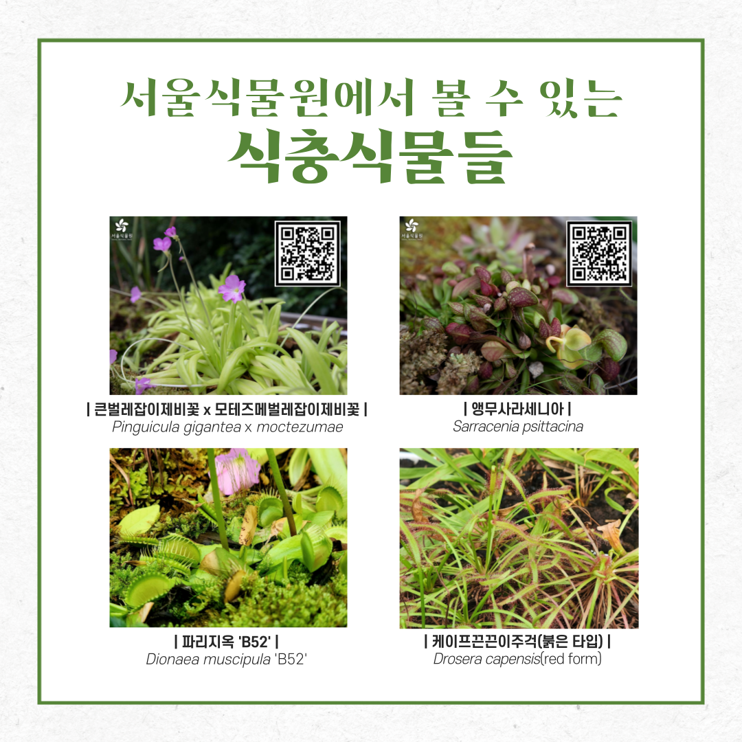 (좌측 QR코드  URL 주소 : https://botanicpark.seoul.go.kr/front/plants/plantsIntroView.do?plt_sn=458&page=1,우측 QR코드 URL주소 :https://botanicpark.seoul.go.kr/front/plants/plantsIntroView.do?plt_sn=476&page=1) , 서울식물원에서 볼 수 있는 식충식물들
큰벌레잡이제비꽃 x 모테즈메벌레잡이제비꽃, 앵무사라세니아, 파리지옥 ‘B52’, 케이프끈끈이주걱(붉은 타입)