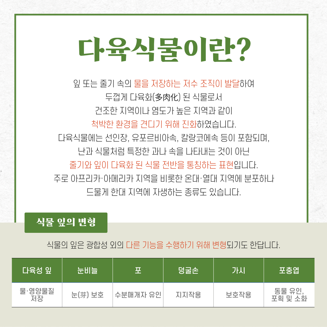 다육식물이란?
잎 또는 줄기 속의 물을 저장하는 저수 조직이 발달하여 두껍게 다육화된 식물로서 건조한 지역이나 염도가 높은 지역과 같이 척박한 환경을 견디기 위해 진화하였습니다. 다육식물에는 선인장, 유포르비아속, 칼랑코에속 등이 포함되며, 난과 식물처럼 특정한 과나 속을 나타내는 것이 아닌 줄기와 잎이 다육화 된 식물 전반을 통칭하는 표현입니다. 주로 아프리카, 아메리카 지역을 비롯한 온대, 열대 지역에 분포하나 드물게 한대 지역에 자생하는 종류도 있습니다.
식물 잎의 변형: 식물의 잎은 광합성 외의 다른 기능을 수행하기 위해 변형되기도 한답니다.
다육성 잎: 물, 영양물질 저장
눈비늘: 눈 보호
포: 수분매개자 유인
덩굴손: 지지작용
가시: 보호작용
포충엽: 동물 유인, 포획 및 소화