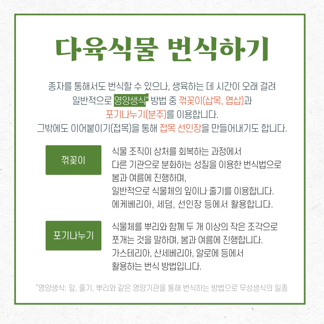 다육식물 번식하기
종자를 통해서도 번식할 수 있으나, 생육하는 데 시간이 오래 걸려 일반적으로 영양생식 방법 중 꺾꽂이(삽목, 엽삽)과 포기나누기(분주)를 이용합니다. 그밖에도 이어붙이기(접목)을 통해 접목 선인장을 만들어내기도 합니다.
꺾꽂이: 식물 조직이 상처를 회복하는 과정에서 다른 기관으로 분화하는 성질을 이용한 번식법으로 봄과 여름에 진행하며, 일반적으로 식물체의 잎이나 줄기를 이용합니다. 에케베리아, 세덤, 선인장 등에서 활용합니다.
포기나누기: 식물체를 뿌리와 함께 두 개 이상의 작은 조각으로 쪼개는 것을 말하며, 봄과 여름에 진행합니다. 가스테리아, 산세베리아, 알로에 등에서 활용하는 번식 방법입니다. 
영양생식: 잎, 줄기, 뿌리와 같은 영양기관을 통해 번식하는 방법으로 무성생식의 일종