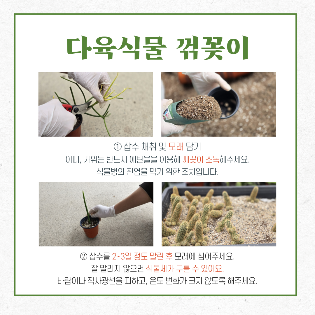 다육식물 꺾꽂이
1.	삽수 채취 및 모래 담기. 이때, 가위는 반드시 에탄올을 이용해 깨끗이 소독해주세요. 식물병의 전염을 막기 위한 조치입니다.
2.	삽수를 2~3일 정도 말린 후 모래에 심어주세요. 잘 말리지 않으면 식물체가 무를 수 있어요. 바람이나 직사광선을 피하고, 온도 변화가 크지 않도록 해주세요.