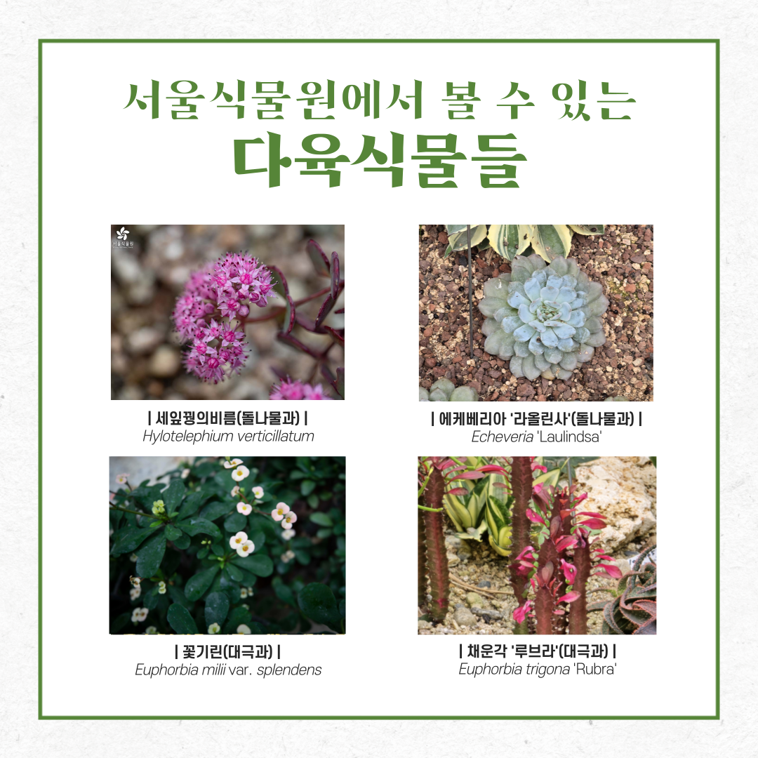 서울식물원에서 볼 수 있는 다육식물들
세잎꿩의비름(돌나물과), 에케베리아 ’라올린사’(돌나물과), 꽃기린(대극과), 채운각 ’루브라’(대극과)