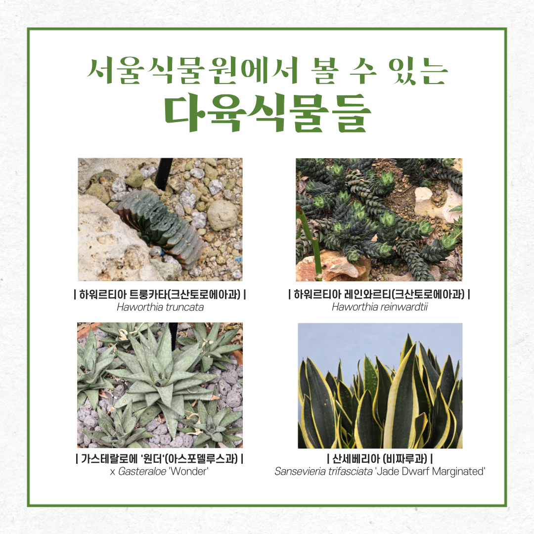 서울식물원에서 볼 수 있는 다육식물들
하워르티아 트룽카타(크산토로에아과), 하워르티아 레인와르티(크산토로에아과), 가스테랄로에 ’원더’(아스포델루스과), 산세베리아(비짜루과)