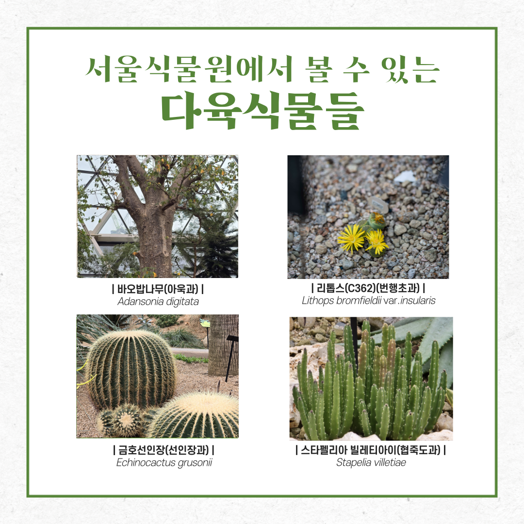 	서울식물원에서 볼 수 있는 다육식물들
바오밥나무(아욱과), 리톱스(C362)(번행초과), 금호선인장(선인장과), 스타펠리아 빌레티아이(협죽도과)