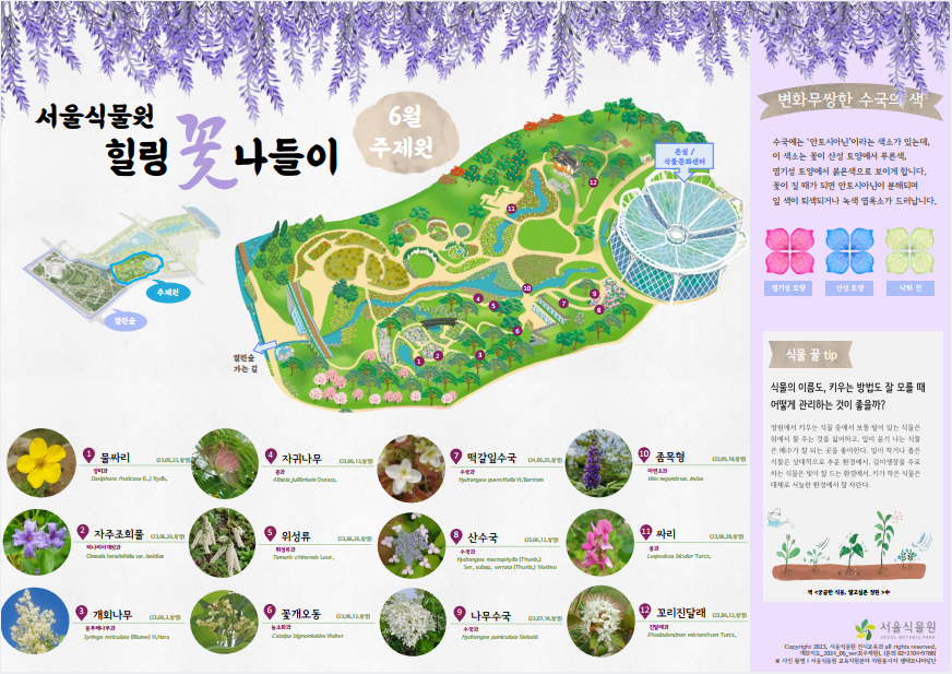 서울식물원 힐링 꽃 나들이 6월
1.꼬리조팝나무 2.꽃개오동 3.쉬땅나무 4.북경라일락 5.산수국 6.무궁화 7.모감주나무 8.대추나무 9.개화나무 10.포도 11.미국낙상홍 12.남천
무궁화에 대한 토막상식 - 무궁화의 개화시기는 6~10월로 매우 길지만, 사실 무궁화 꽃 한 송이는 아침부터 저녁까지 단 하루동안 피어 있습니다. 대신 한 나무에서 수천 송이의 꽃이 피고 지기 때문에 100일간 꽃을 볼 수 있는 것이지요.
그 중에서도 첫 무궁화가 언제 피는지는 농부들에게 중요했습니다. '무궁화 꽃이 일찍 피면 서리가 일찍 온다'는 옛말이 있어, 농부들은 무궁화 첫 꽃이 일찍 피는 해에 특히 가을걷이를 서둘렀다고 합니다.
식물 꿀 tip
여러 환경 조건 중에서 식물에 가장 중요한 것은 무엇일까?
환경 조건에는 빛,온도,수분,습도,토양 등이 있는데 그 중에서도 식물의 삶과 죽음에 가장 밀접한 것은 수분이다. 수분은 식물의 신진대사를 움직이는 원동력이므로 부족하면 식물을 말라 죽게 한다. 수분은 식물의 에너지 생성에 필수적인 조건이라 할 수 있다.
서울식물원 Copyright 2022, 서울식물원 전시교육과 all right reserved. 개화지도_2024_06_ver 1 (열린숲) (문의 02-2104-9782) *열매 사진 촬영 : 서울식물원 교육지원분야 자원봉사자 생태모니터링단
