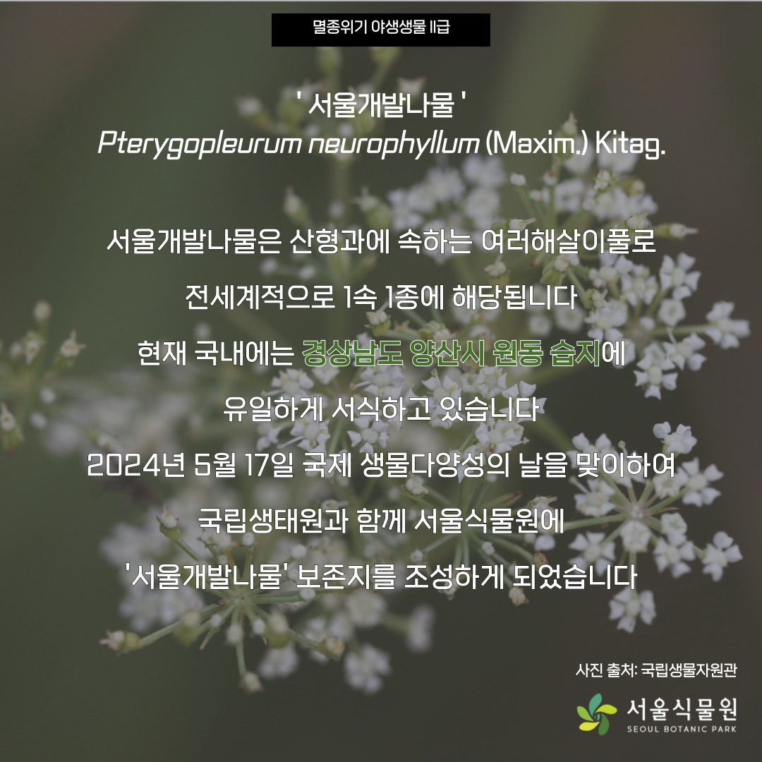 멸종위기 야새생물 2급
‘서울개발나물’ 
서울개발나물은 산형과에 속하는 여러해살이풀로 전세계적으로 1속 1종에 해당됩니다. 현재 국내에는 경상남도 양산시 원동 습지에 유일하게 서식하고 있습니다. 2024년 5월 17일 국제 생물다양성의 날을 맞이하여 국립생태원과 함께 서울식물원에 ‘서울개발나물’ 보존지를 조성하게 되었습니다.
사진출처: 국립생물자원관