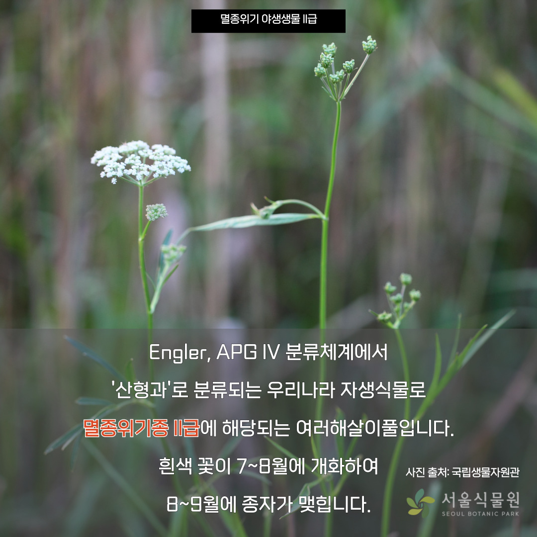 멸종위기 야생생물 2급
Engler, APG IV 분류체계에서 ‘산형과’로 분류되는 우리나라 자생식물로 멸종위기종 2급에 해당되는 여러해살이풀입니다. 흰색 꽃이 7~8월에 개화하여 8~9월에 종자가 맺힙니다.
사진출처: 국립생물자원관