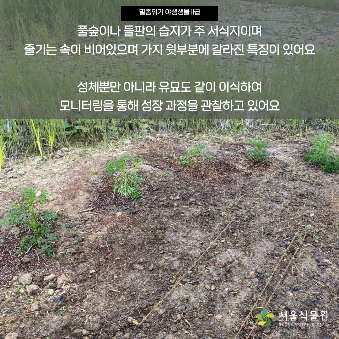 멸종위기 야생생물 2급
풀숲이나 들판의 습지가 주 서식지이며 줄기는 속이 비어있으며 가지 윗부분에 갈라진 특징이 있어요. 성체뿐만 아니라 유묘도 같이 이식하여 모니터링을 통해 성장 과정을 관찰하고 있어요.