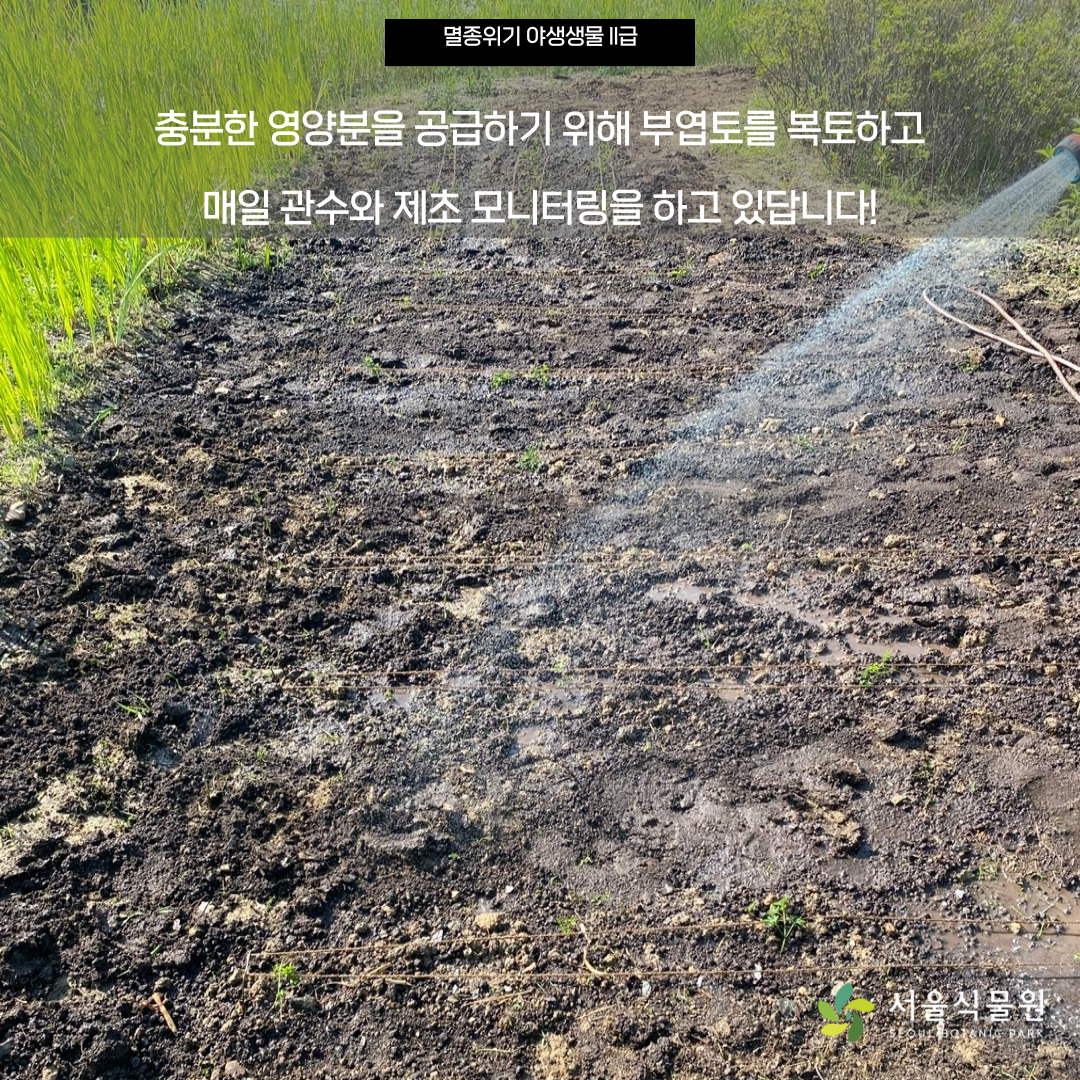 멸종위기 야생생물 2급
충분한 영양분을 공급하기 위해 부엽토를 복토하고 매일 관수와 제초 모니터링을 하고 있답니다.