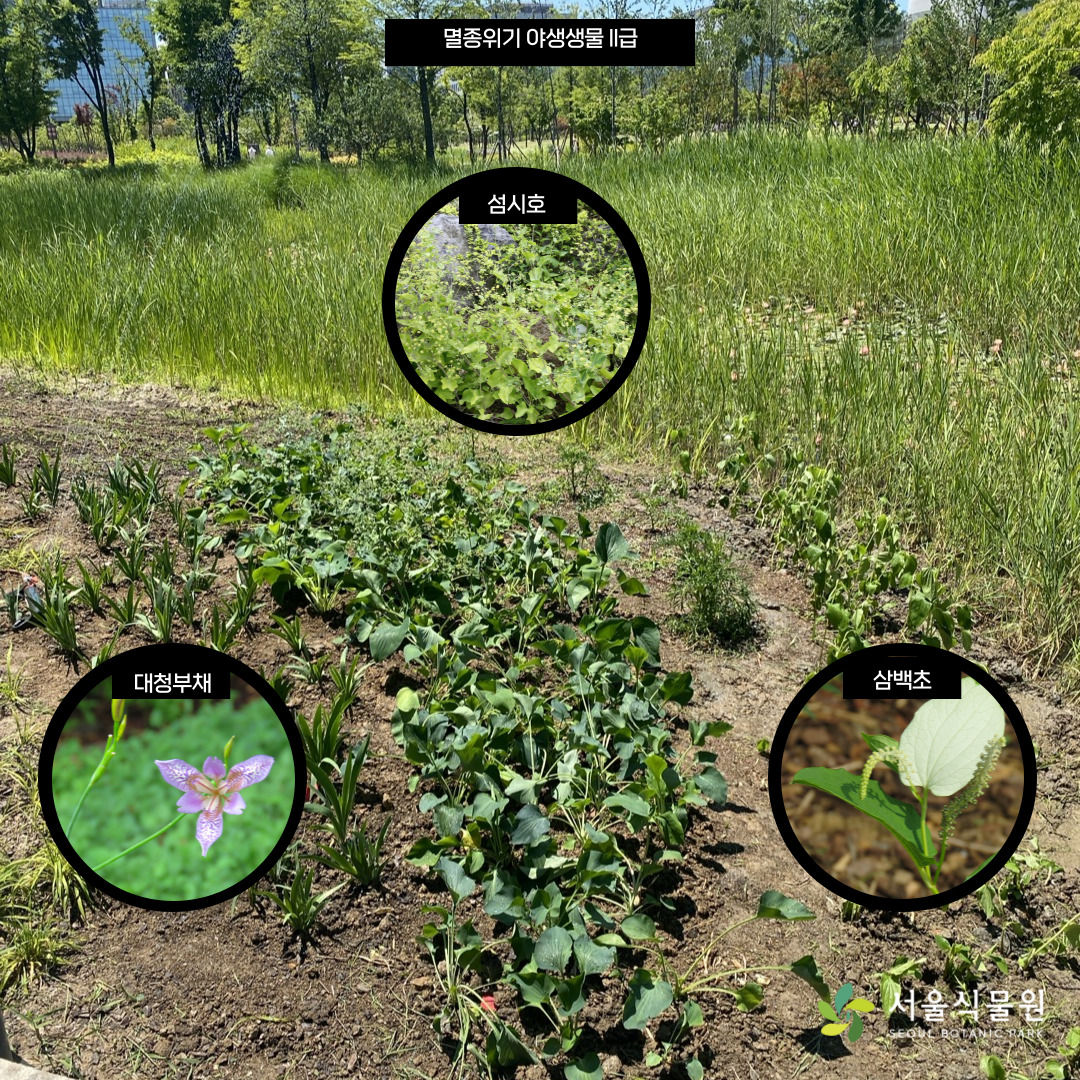 멸종위기 야생생물 2급
섬시호, 대청부채, 삼백초
